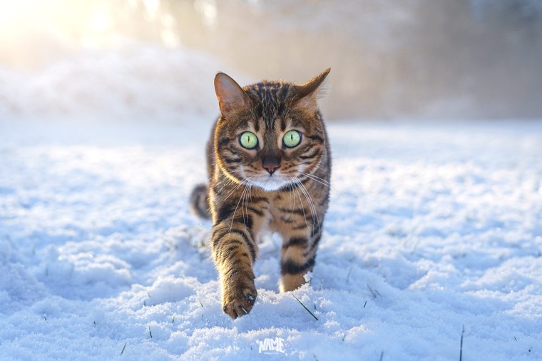 Chat Bengal neige portrait